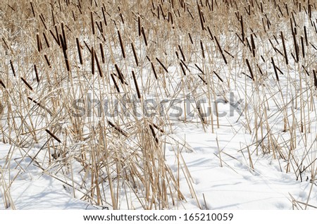 reed on snow-covered lake, winter landscape,  northern Europe