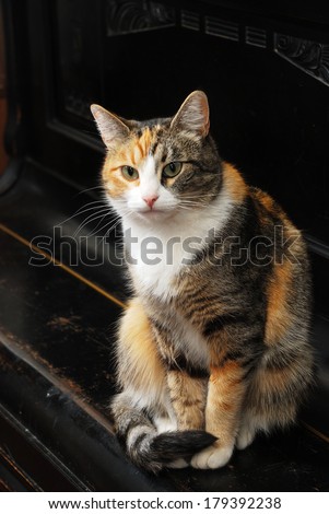tricolor cat sits on the piano, vertical