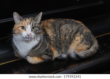 tricolor cat lies on the piano, horizontal