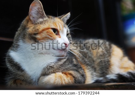 tricolor cat lies on the piano, horizontal