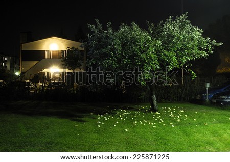 apple tree in the yard next to car parking at night, horizontal