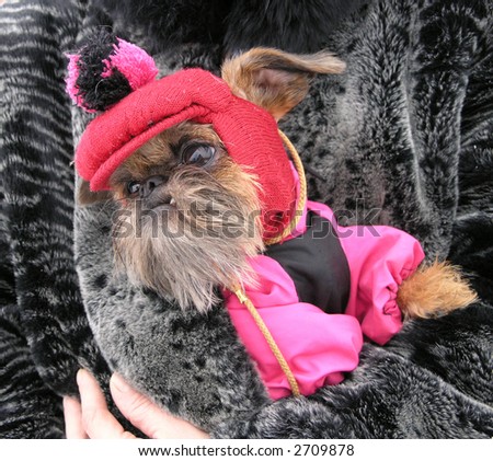 little brown dog dressed in pink-and-black jacket and funny cap with a pompon in his owner`s  bosom