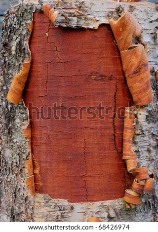 closeup of the bark of a birch tree