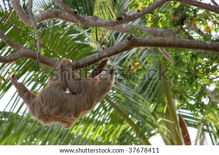 A Choloepus hoffmanni sloth on a tree in Panama\'r rainforest