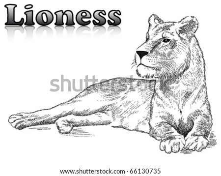 Lioness Tattoos Designs. Lioness+tattoo