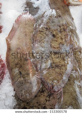sole fish on market