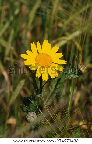 golden daisy in a field