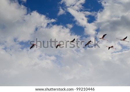 Flying flamingo flight in the blue cloudy sky