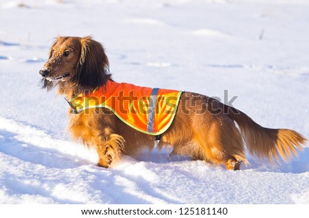 Dachshund in orange vest on winter hunting