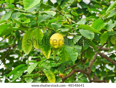 Yellow lemon on lemon tree