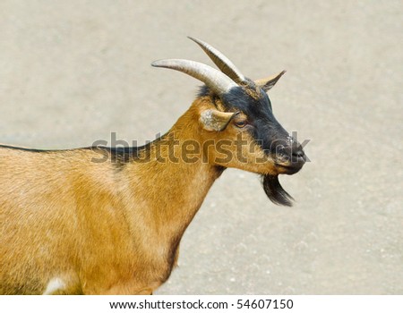 shaggy goat