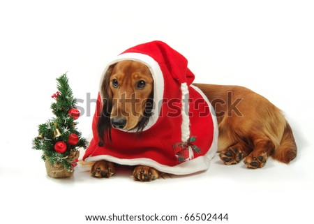 Dachshund Clothing