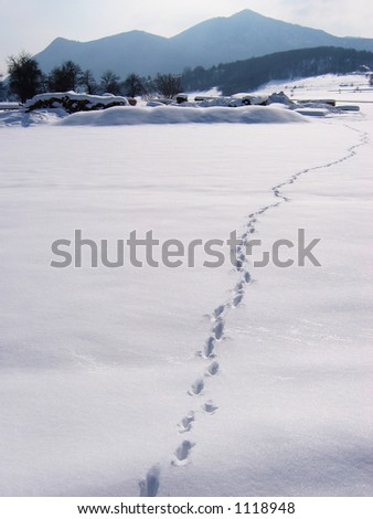 foot tracks in snow