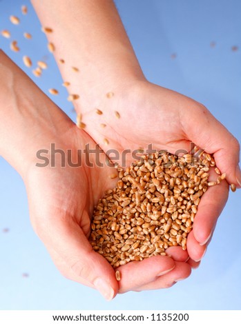 Hands full of seeds.