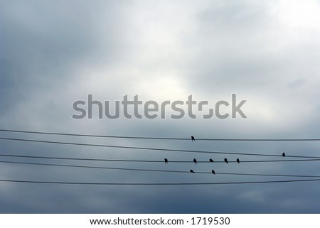 birdies on the wire
