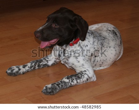 Lab Cross Dalmation