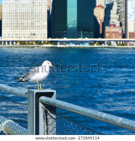 Seagull with Manhattan skyline in background, New York City. Focus on the bird.