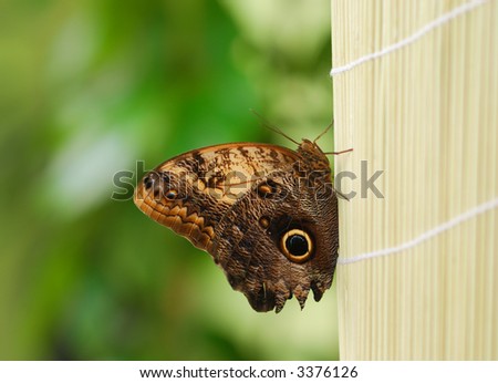 Butterfly close up, shallow DOF