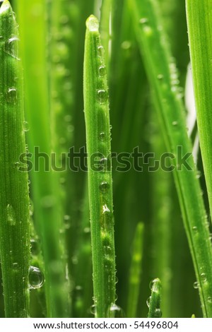 Water drops on blades of grass