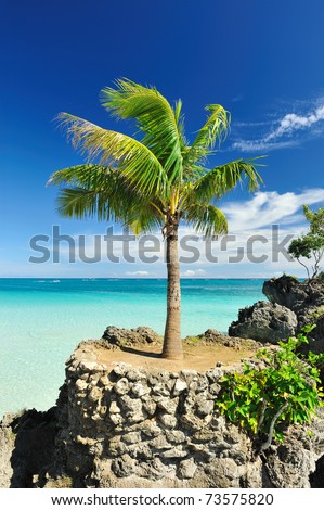 Beautiful palm tree at remote island, Philippines