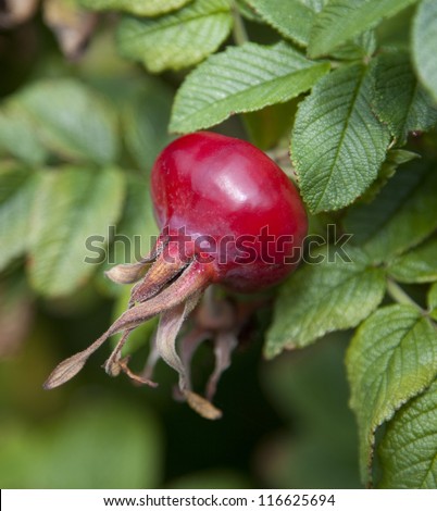 Ripe rose hip, fruit close-up