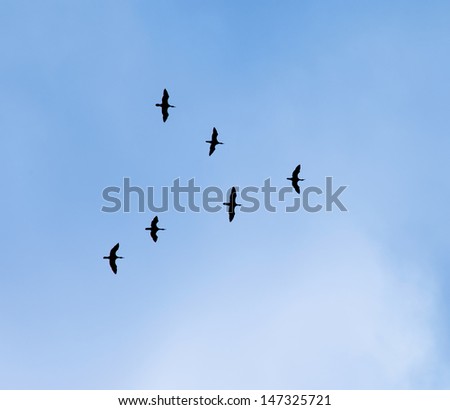 Silhouettes of a flock of birds