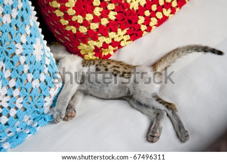 Kitten sleep on pillow