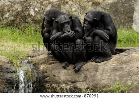 Three Wise Monkeys