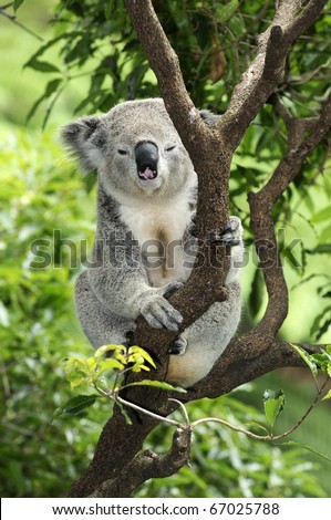Koala taking it easy