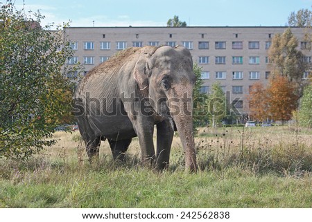 Indian elephant walking in a meadow near a block of flats