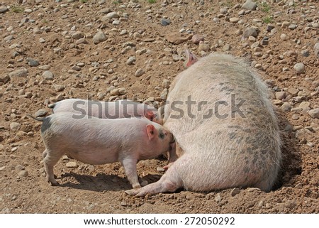 Sow milk feeds two little pigs