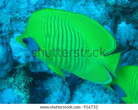 Beautiful butterfly fish in the Red Sea