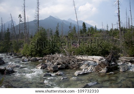 European spruce bark beetle calamity in Tatra