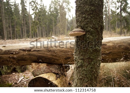Spruce bark beetle calamity
