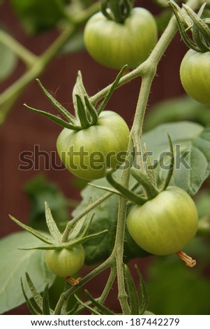 Tomato planting