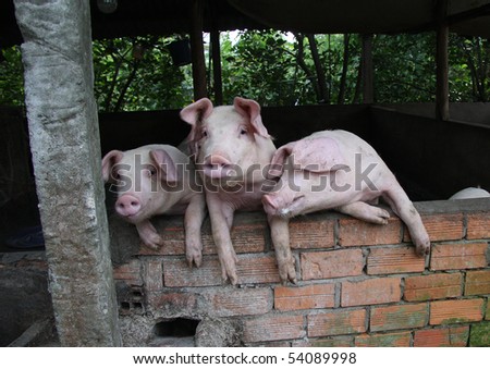Three pigs in the stall