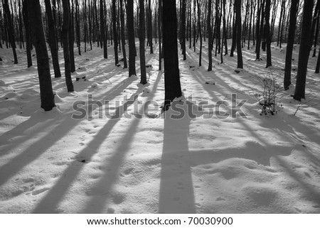 Black and white winter forest