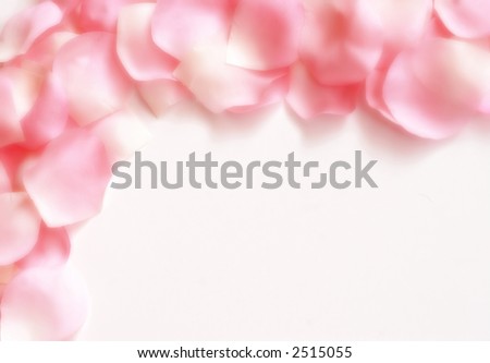 White Rose Petals. pink and white rose petals
