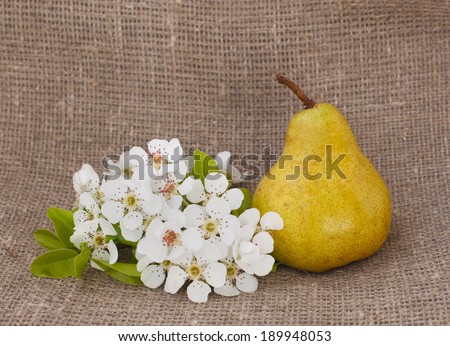 yellow pear with white blossom flower on hessian vintage cloth