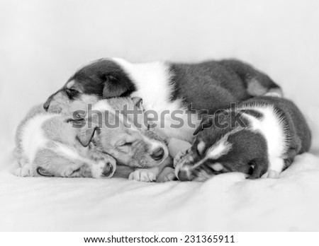 Cute sleeping puppies, short haired collie puppies in black and white