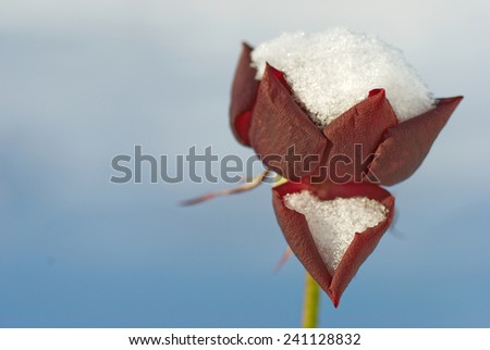 Red roses covered with snow, frozen flower