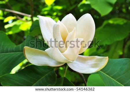 saucer magnolia tree flowers. saucer magnolia tree flowers.