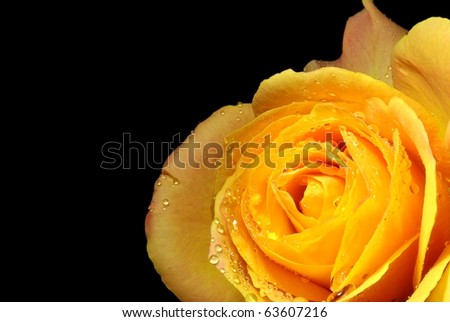 Wet Yellow Rose