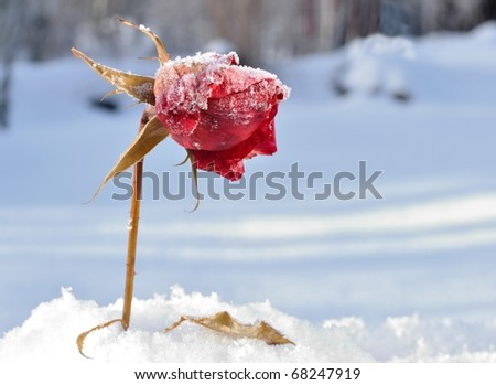 الورد والثلج Stock-photo-frozen-rose-68247919