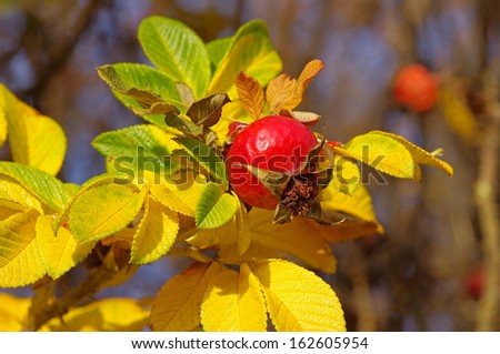 Autumn rose and red rosehip