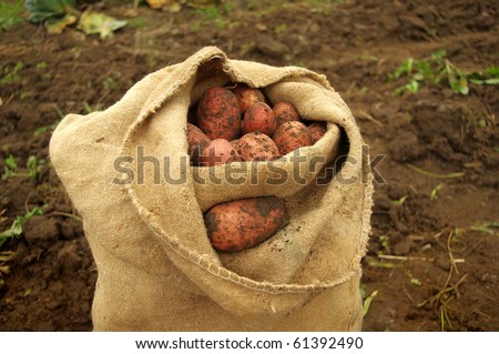 Freshly dug potatoes in a burlap bag