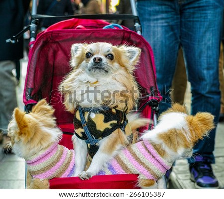 Puppies in stroller.
