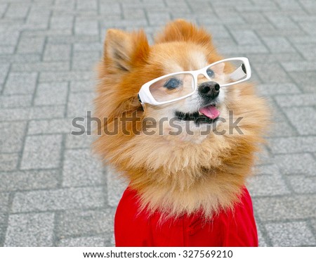 An adorable pomeranian puppy with glasses on a clean background.