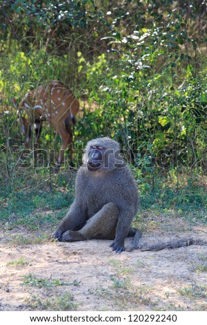 Chilled out baboon at Mole National Park, Ghana
