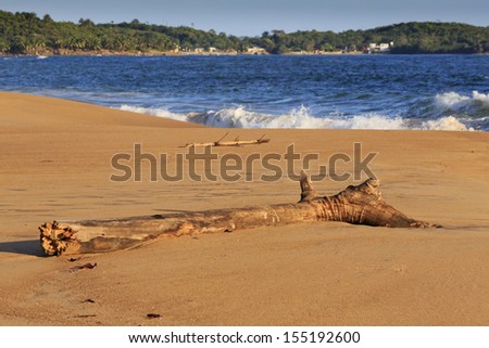 Tree trunk washed up on deserted African beach at sunset in Axim, Ghana